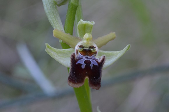ophrys 2.jpg
