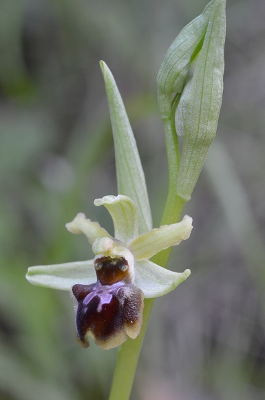 ophrys 1.jpg