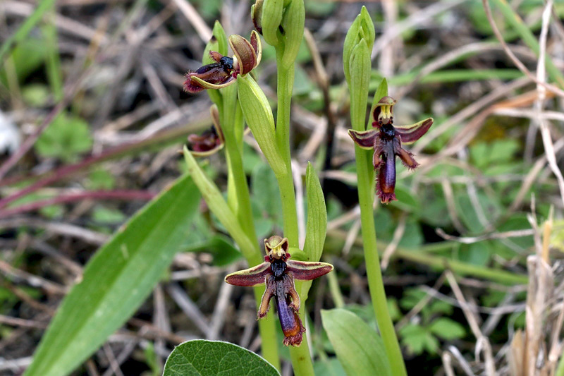 2g-ophrys-regis-ferdinandii-XMG_7008.jpg