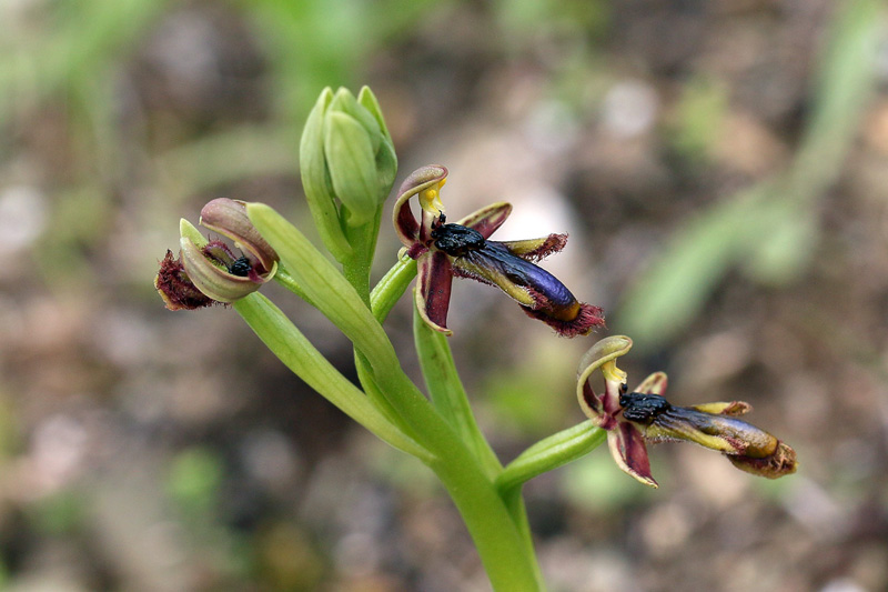 3g-ophrys-regis-ferdinandii-XMG_7012.jpg
