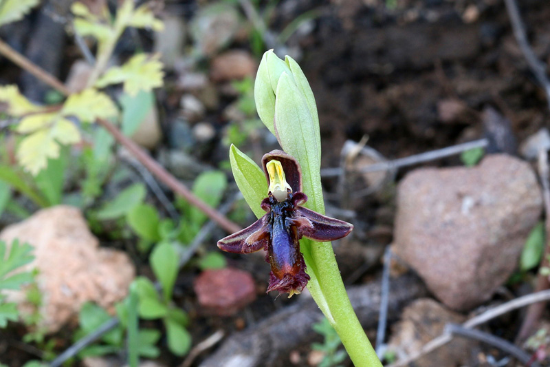4g-ophrys-regis-ferdinandii-XMG_6770.jpg