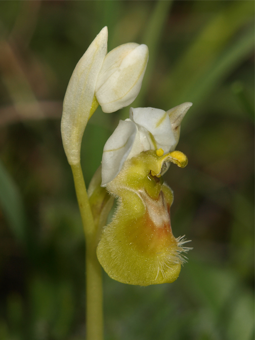 Ophrys-tenthredinifera-01.jpg