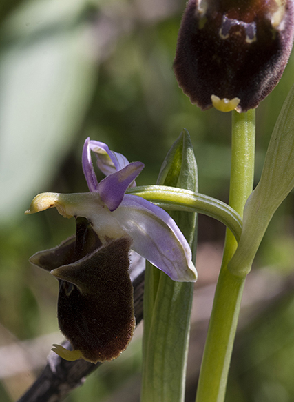 Op-crabronifera-7352.jpg