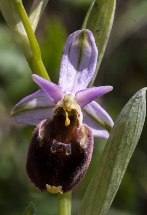 Op-crabronifera-7350.jpg