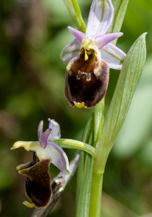 Op-crabronifera-7332.jpg