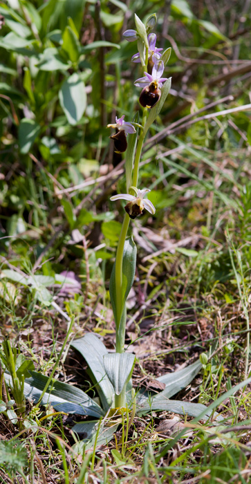Op-crabronifera-7309.jpg
