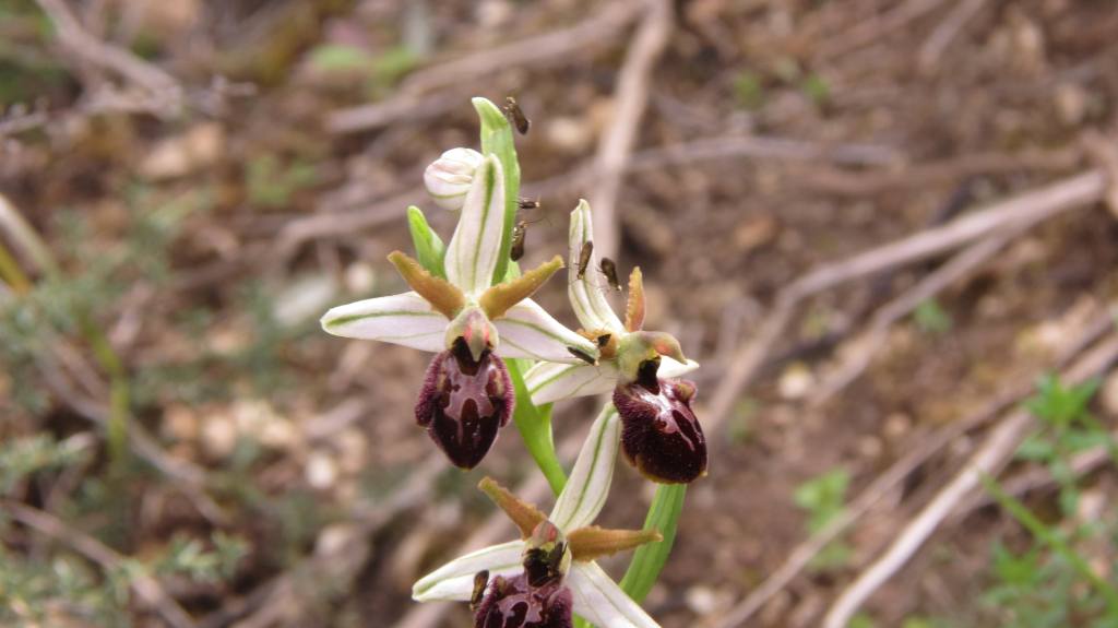 ophrys exaltata subsp. exaltata.jpg