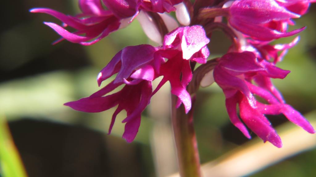 Orchis italica ipercromata.jpg