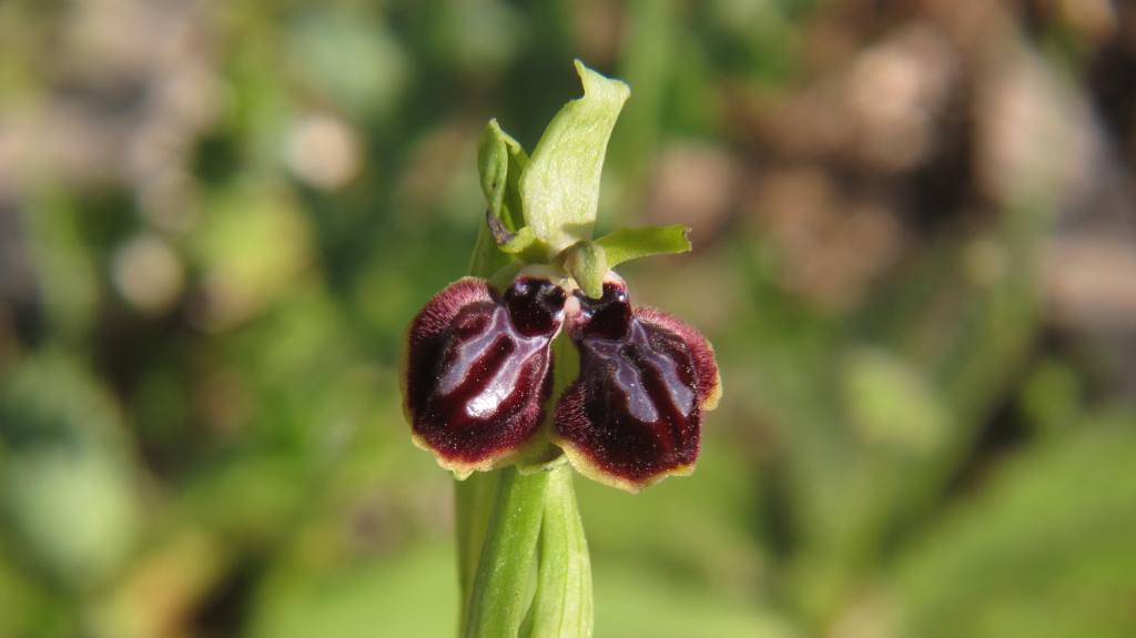 Ophrys passionis subsp. passionis due labelli.jpg