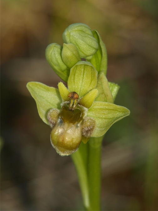 Ophrys-bombyliflora-01.jpg