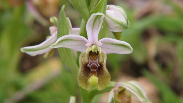 Ophrys oxyrrhynchos subsp.biancae (1).jpg