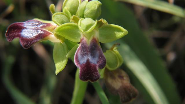 Ophrys fusca subsp.obaesa 1 (1).jpg