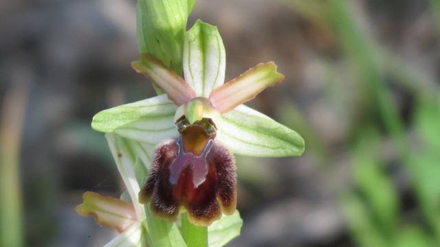 Ophrys sphegodes subsp.panormitana1 (1).jpg