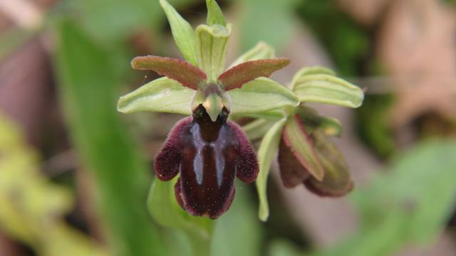 Ophrys sphegodes subsp.panormitana1.jpg