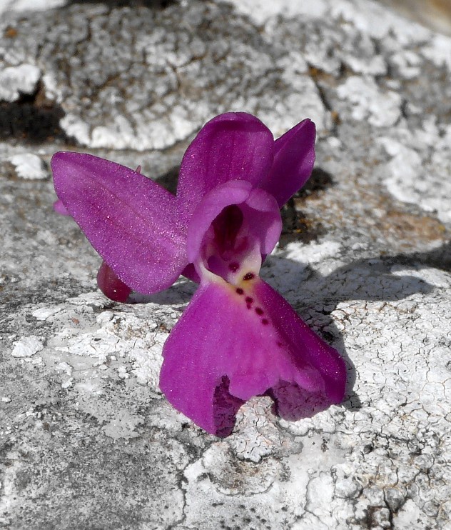 Copia di 23 aprile 2011 062.jpg