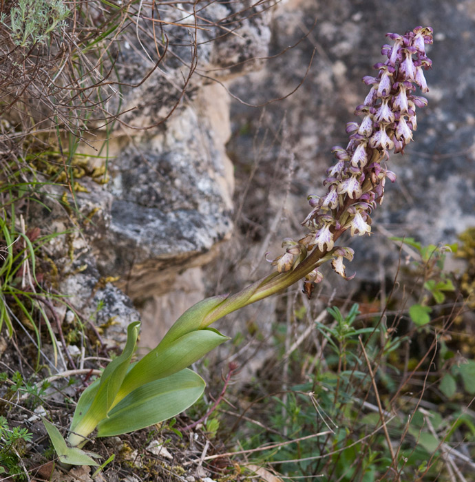Vietri-2015-Ap-11_DSC7291.jpg