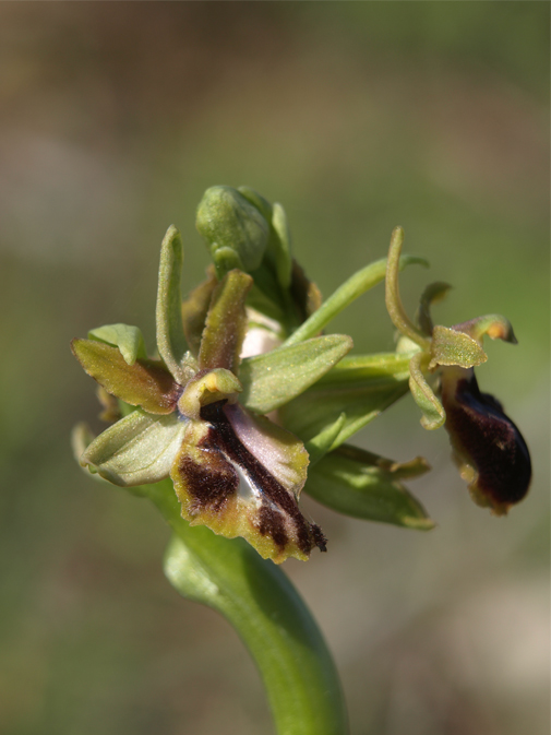 Ophrys-passionis-2.jpg
