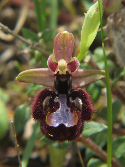 Ophrys bertoloni x speculum.jpg