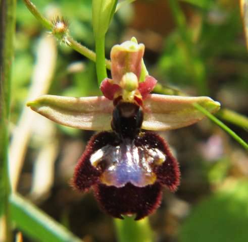 Ophrys bertoloni x speculum 2.jpg