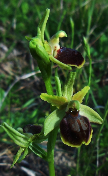 Ophrys spegodes subsp. maritima.jpg