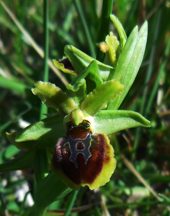 Ophrys araneola.jpg