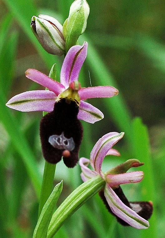 Ophrys bertolonii subsp. benacensis 6958 - Copia.JPG