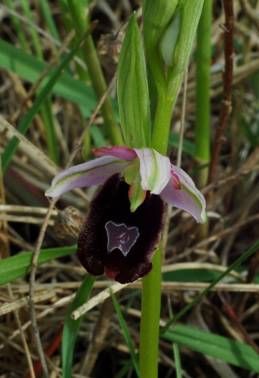 Ophrys bertolonii subsp. benacensis 15 7407.JPG