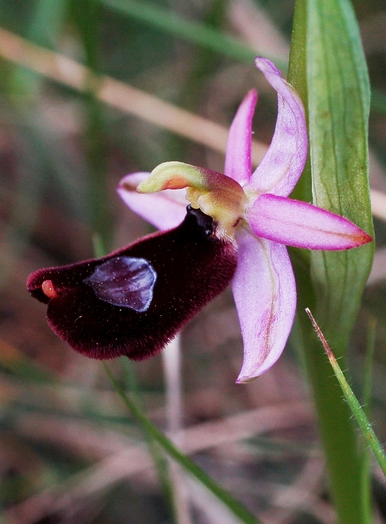 Ophrys bertolonii subsp. benacensis_7280 - Copia.JPG
