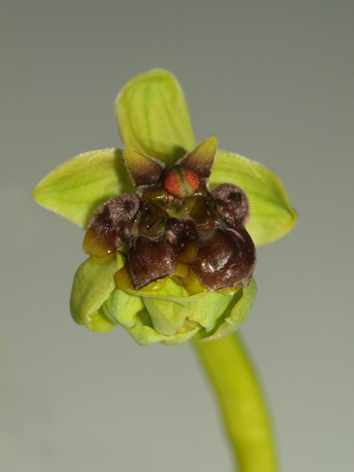 Ophrys-bombyliflora-1.jpg