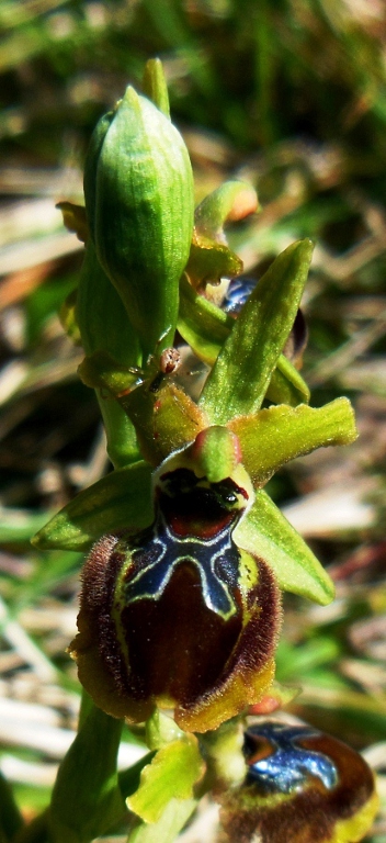 Ophrys passionis Sennen.jpg