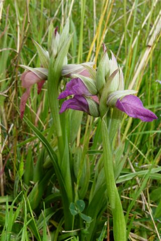 X Serapicamptis pisanensis Fiesole Fi. .JPG