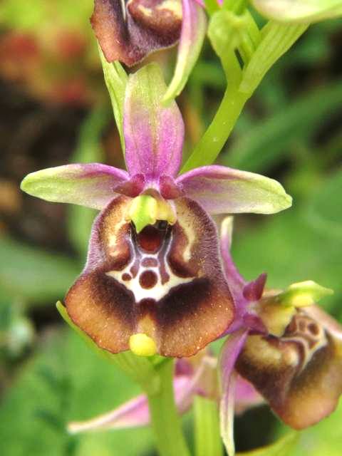 O.Calliantha x oxyrrhynchos.jpg