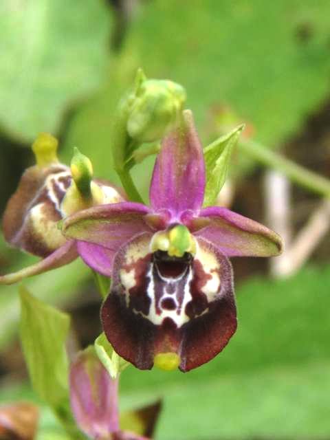 O.Calliantha x oxyrrhynchos (2).jpg