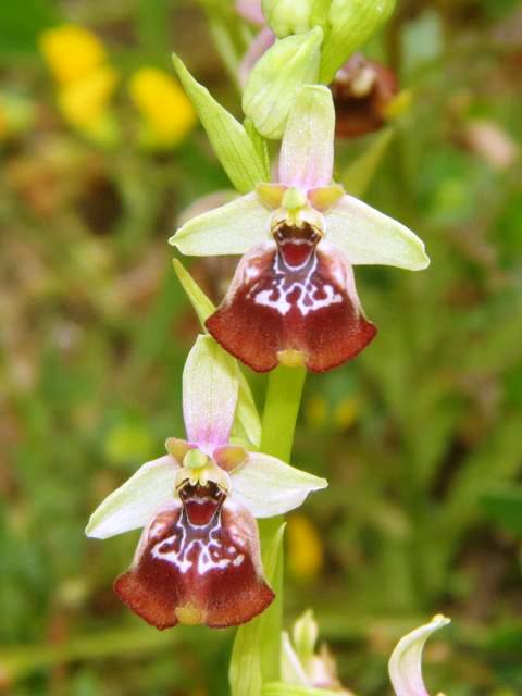 O.Calliantha x oxyrrhynchos (1).jpg