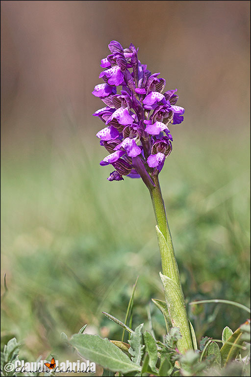 Anacamptis_morio_Villetta_Barrea_6084_768.jpg