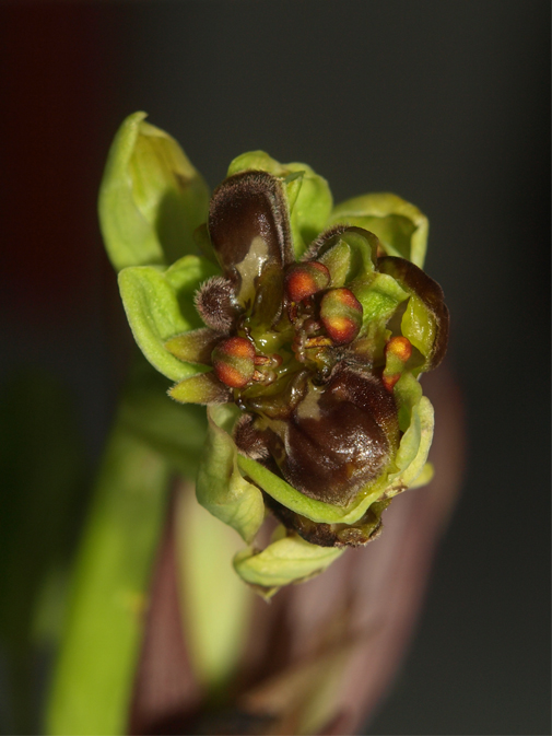 Ophrys-bombyliflora-2.jpg