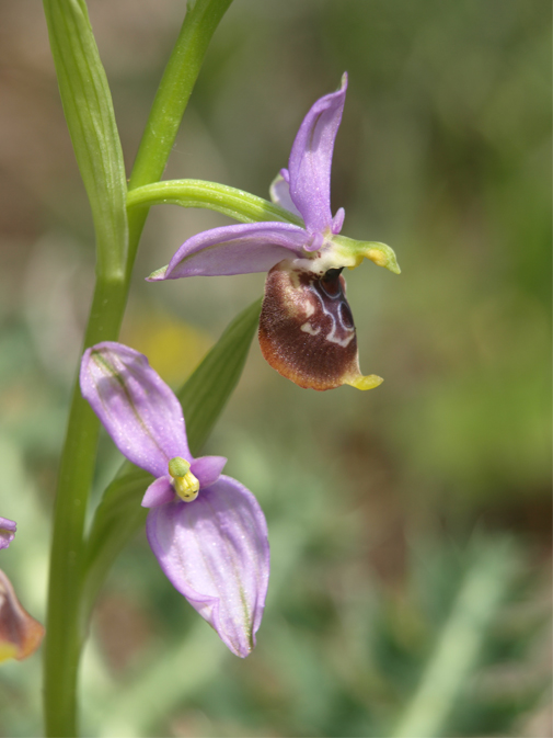 Ophrys-celiensis-1.jpg