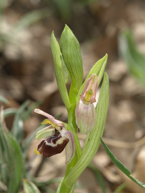 Ophrys-celiensis-2.jpg