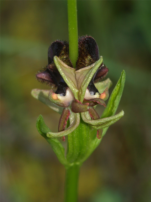 Ophrys-incubacea-04.jpg