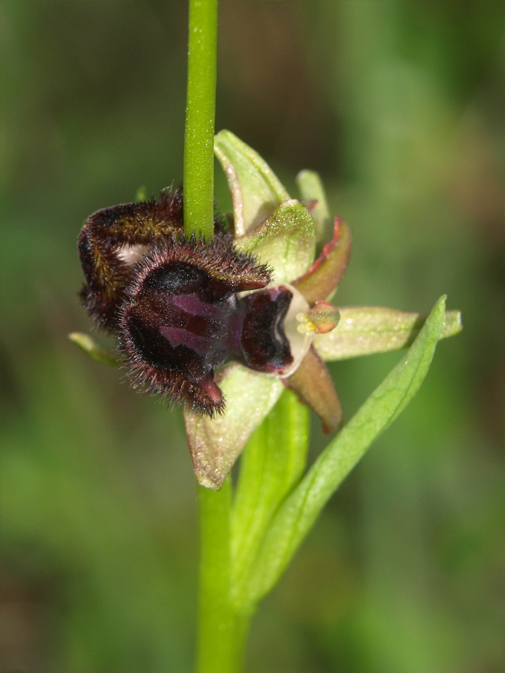 Ophrys-incubacea-02.jpg