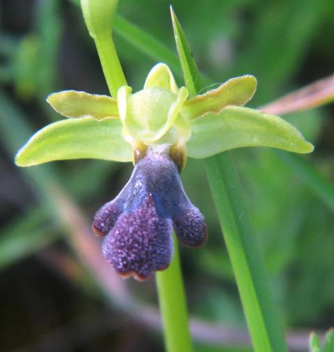 Ophrys mirabilis San Michele di Ganzaria (1).jpg