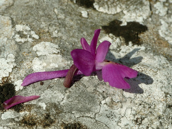 Copia di 23 aprile 2011 063.jpg