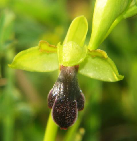 Ophrys mirabilis San Michele di Ganzaria (2).jpg