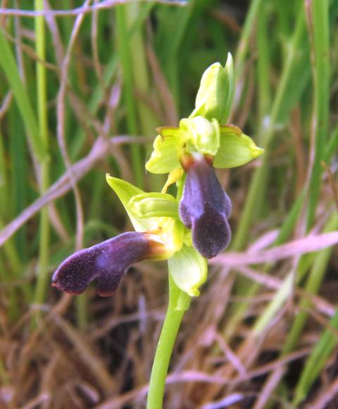 Ophrys mirabilis San Michele di Ganzaria (3).jpg