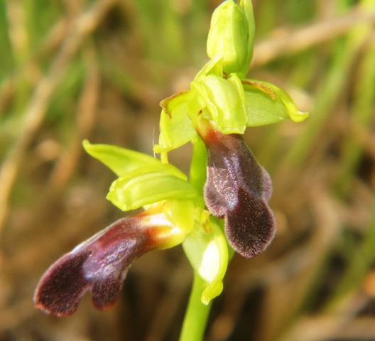 Ophrys mirabilis San Michele di Ganzaria (CT).jpg