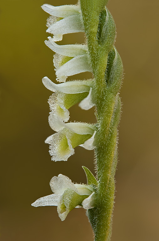 Spiranthes 1.jpg