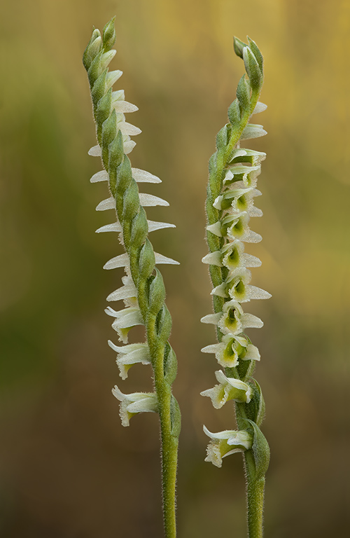 Spiranthes 2.jpg