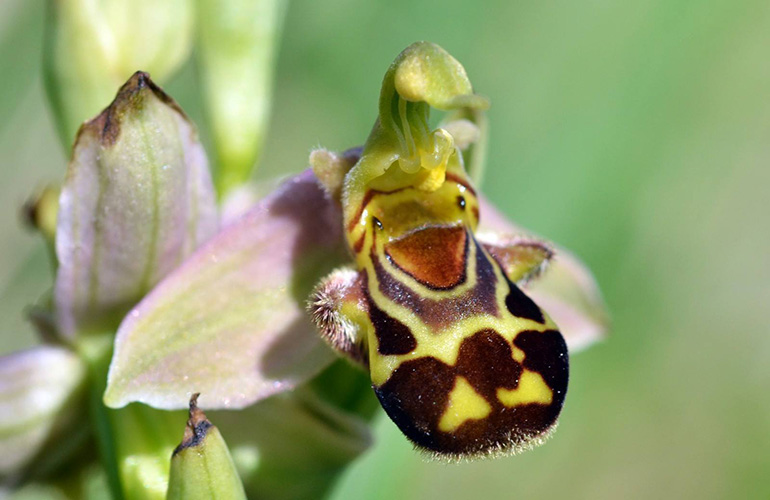 Ophrys02.jpg