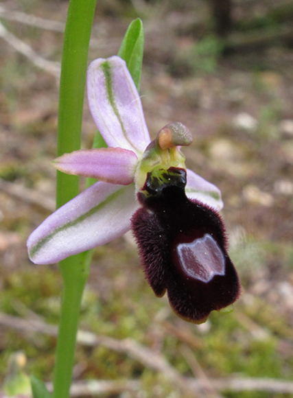 Ophrys bertolonii saratoi.jpg