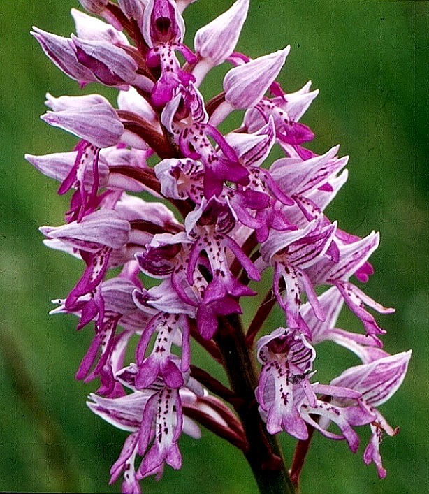 Orchis militaris 12.jpg